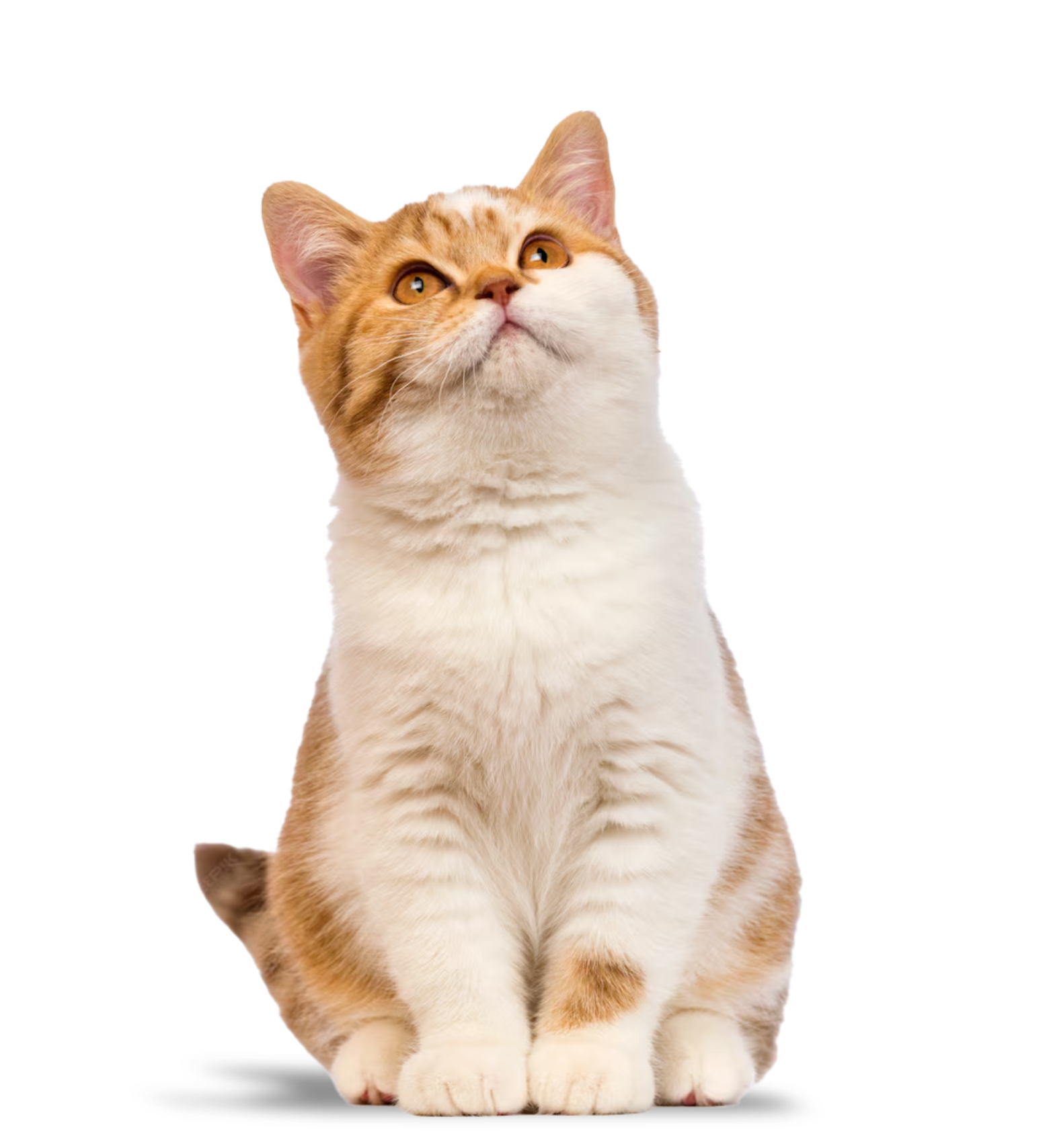 about us cat background-mobile
