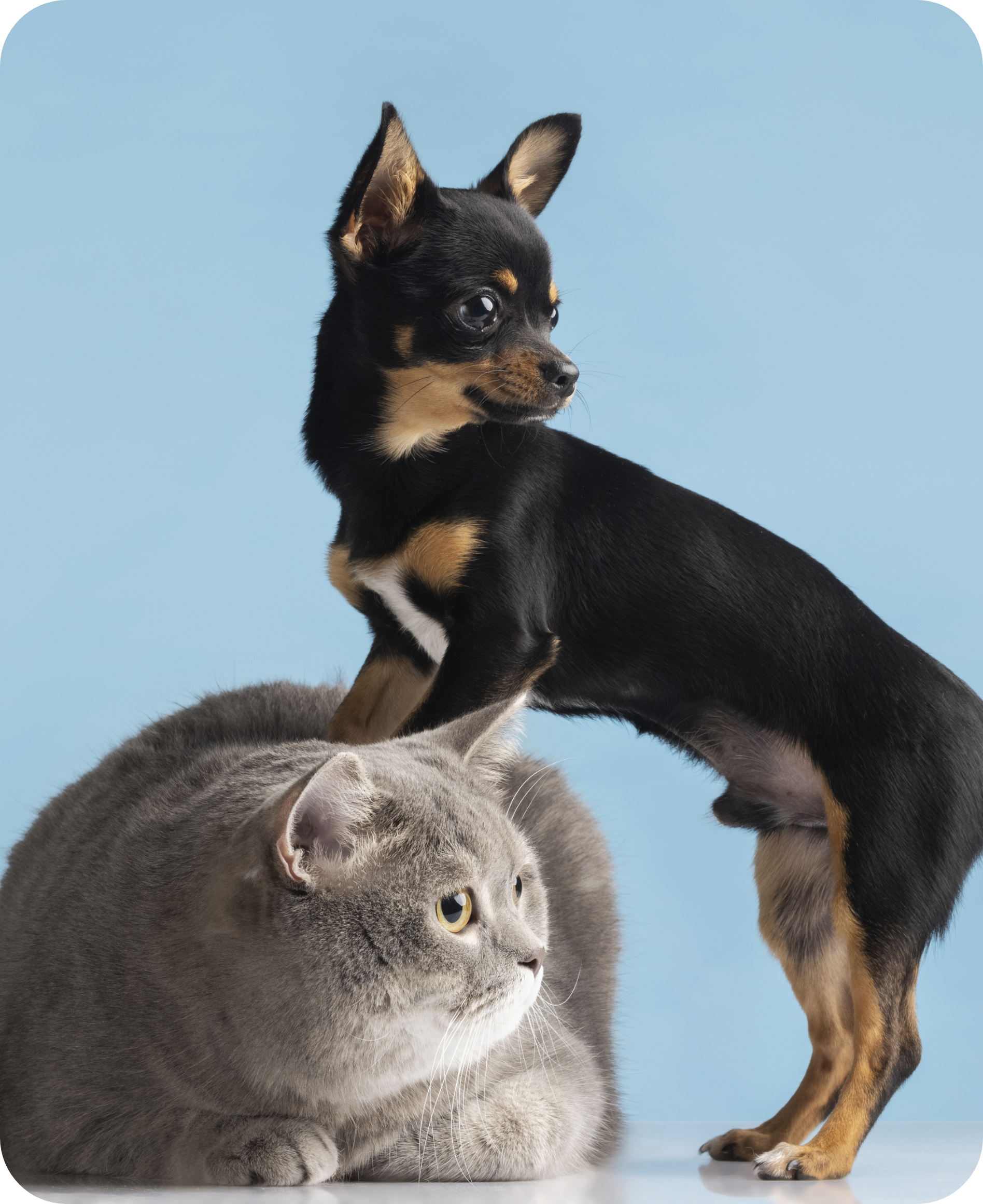 beautiful-pet-portrait-small-dog-cat